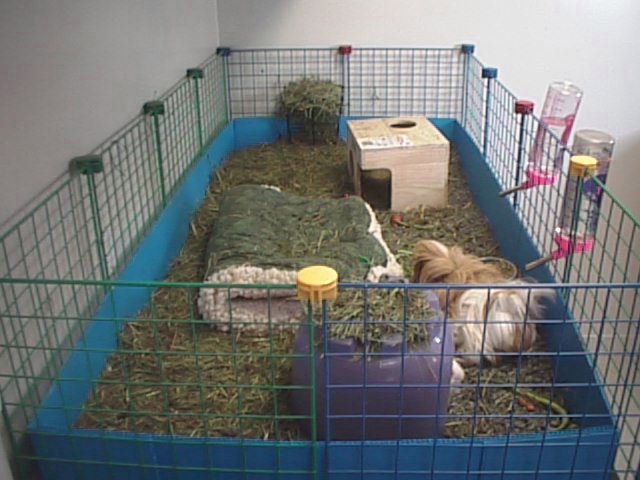 Or you can purchase a C&C Cage Kit from the MGPR at The Guinea Pig 