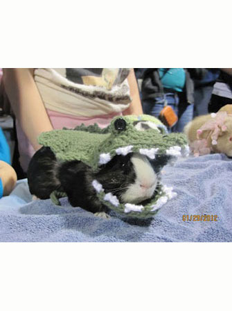 Dapper Pig 1