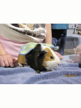 Dapper Pig 2