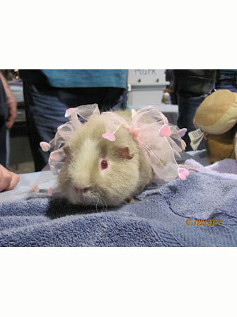 Dapper Pig 3