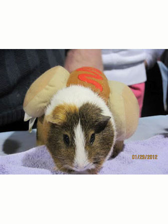 Dapper Pig 4