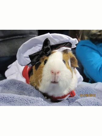 Dapper Pig 5