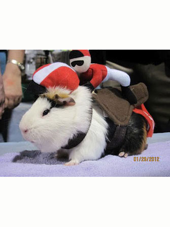 Dapper Pig 6