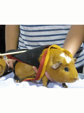 Dapper Pig 7